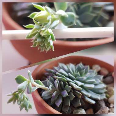 Echeveria Azulita