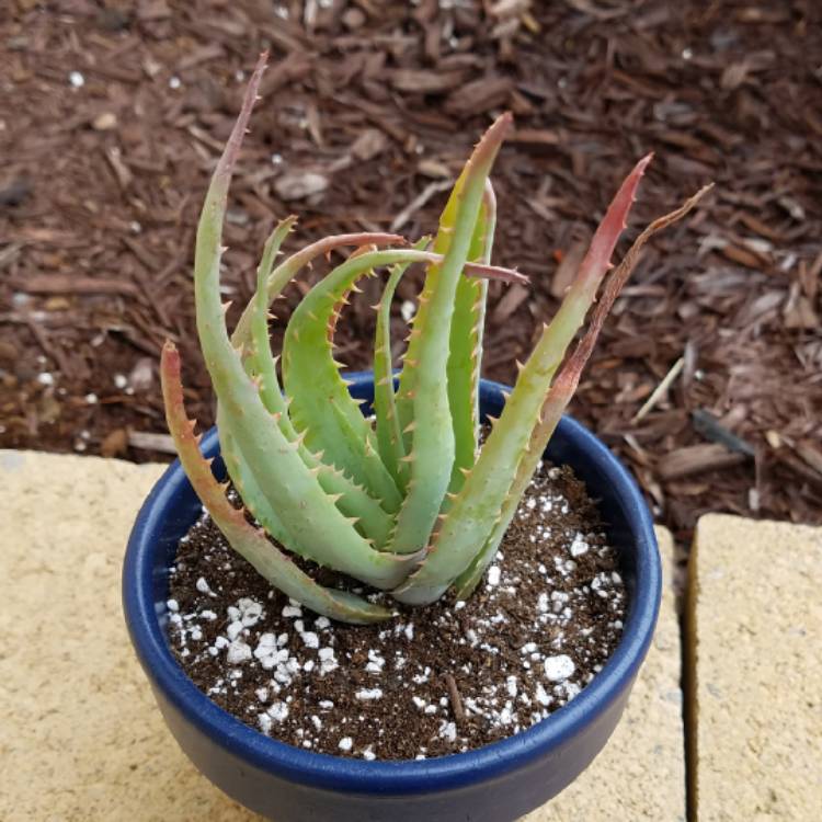 Plant image Aloe 'Blue Elf'