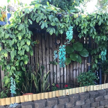 Karen's garden