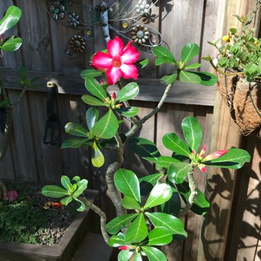 Karen's garden