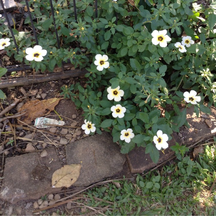Plant image Turnera Subulata