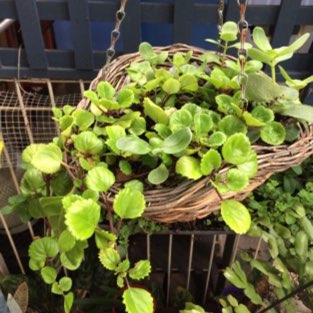 Plectranthus verticillatus