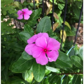 Catharanthus roseus syn. Vinca Rosea 'Grape Cooler'