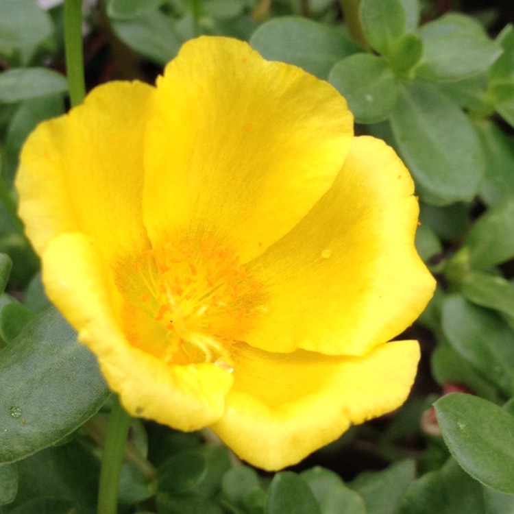 Plant image Portulaca oleracea 'Sun Jewels'