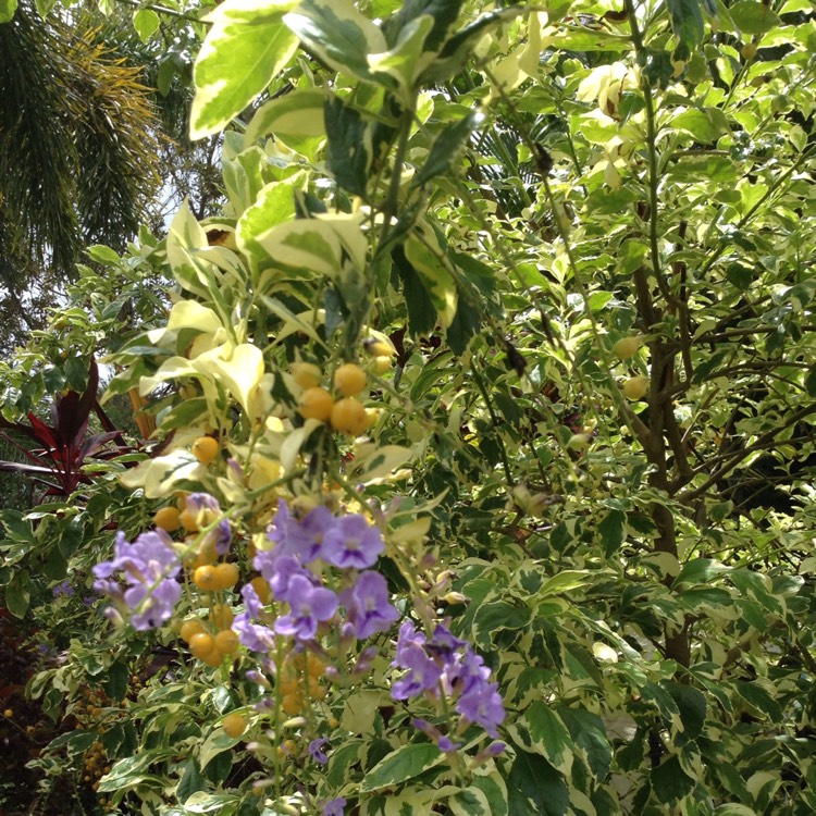 plant image 295014