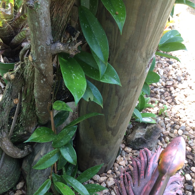 Plant image Hoya