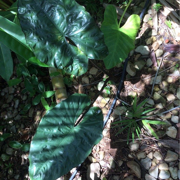 Plant image Colocasia esculenta  syn. Colocasia antiquorum