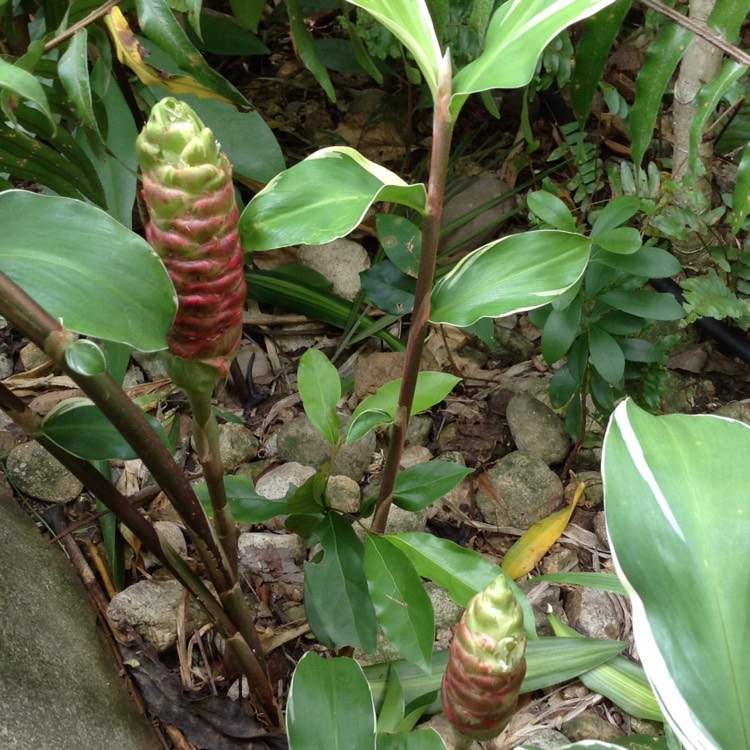 Plant image Zingiber spectabile