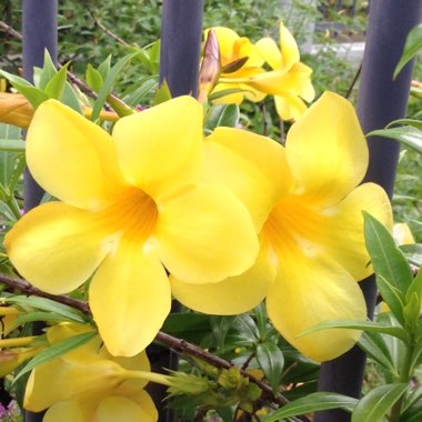Allamanda cathartica