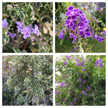 Duranta erecta 'Gold Mound'