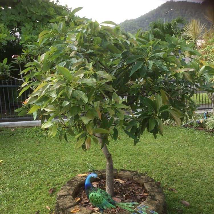 Plant image Persea americana 'Hass'