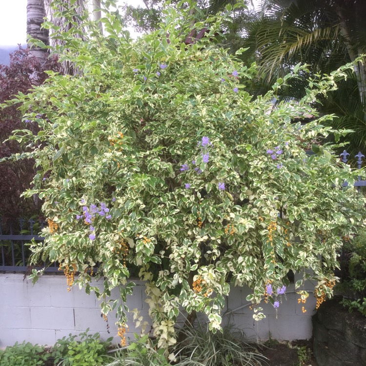 plant image 568484