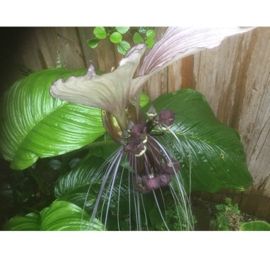 Karen's garden