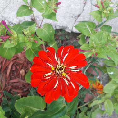 Carolina's garden
