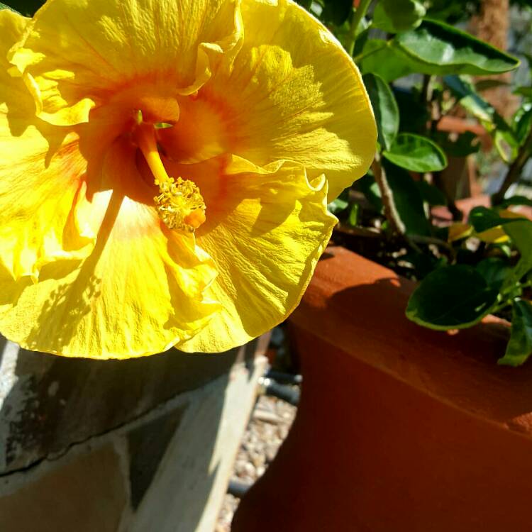 Plant image Hibiscus rosa-sinensis 'Sunset Yellow'