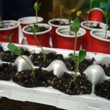 Melon Cantaloupe