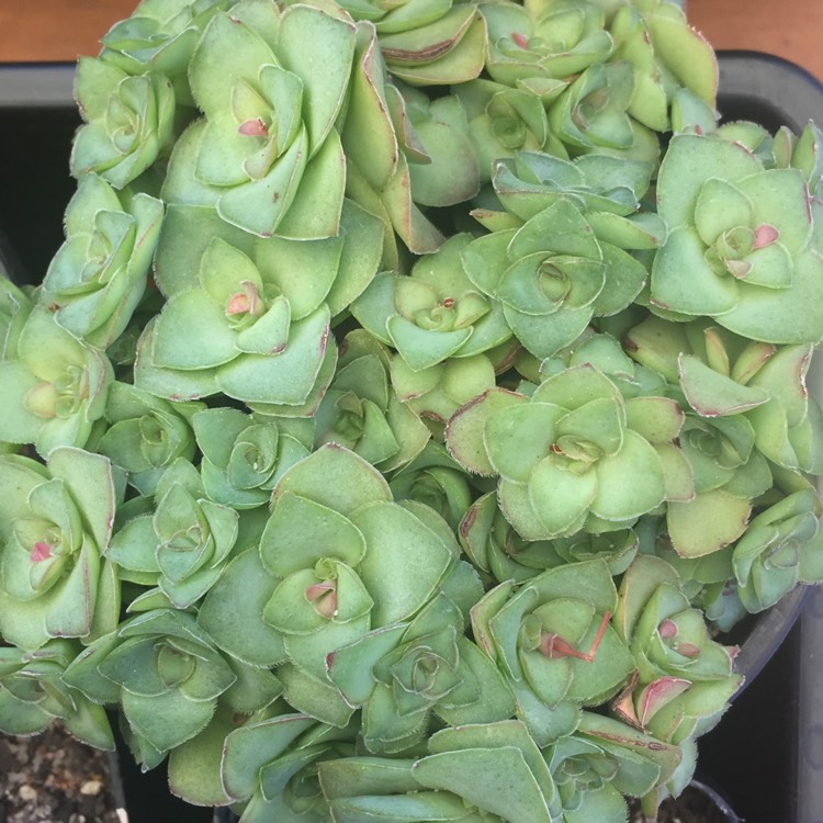Plant image Crassula montana subsp. Quadrangularis