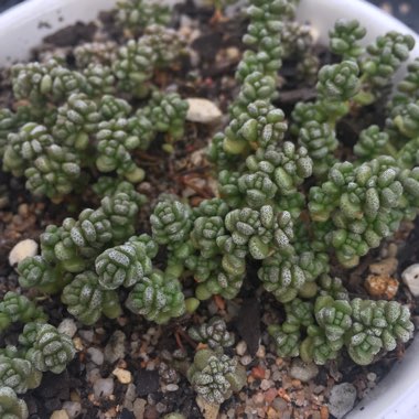 Crassula corallina