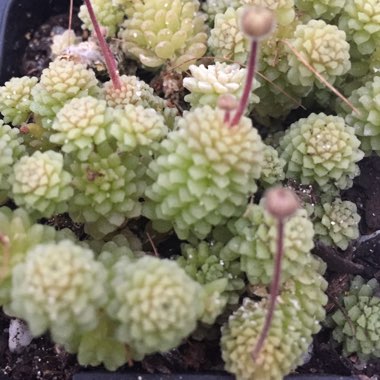 Monanthes Polyphylla