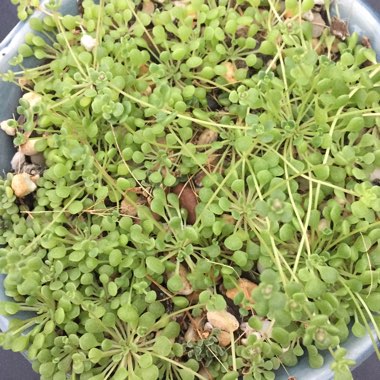 Monanthes Lowei 