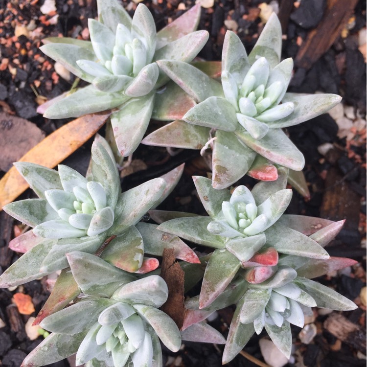 Plant image Dudleya gnoma 'White Sprite'