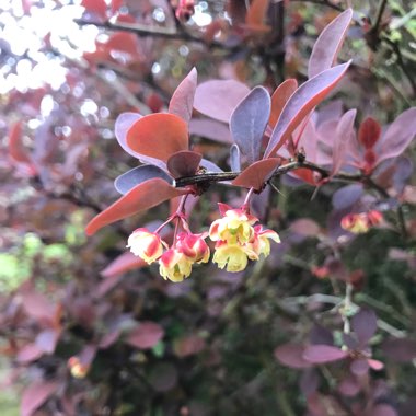 Berberis