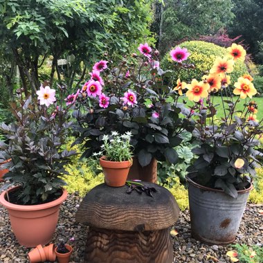 Karolina's garden