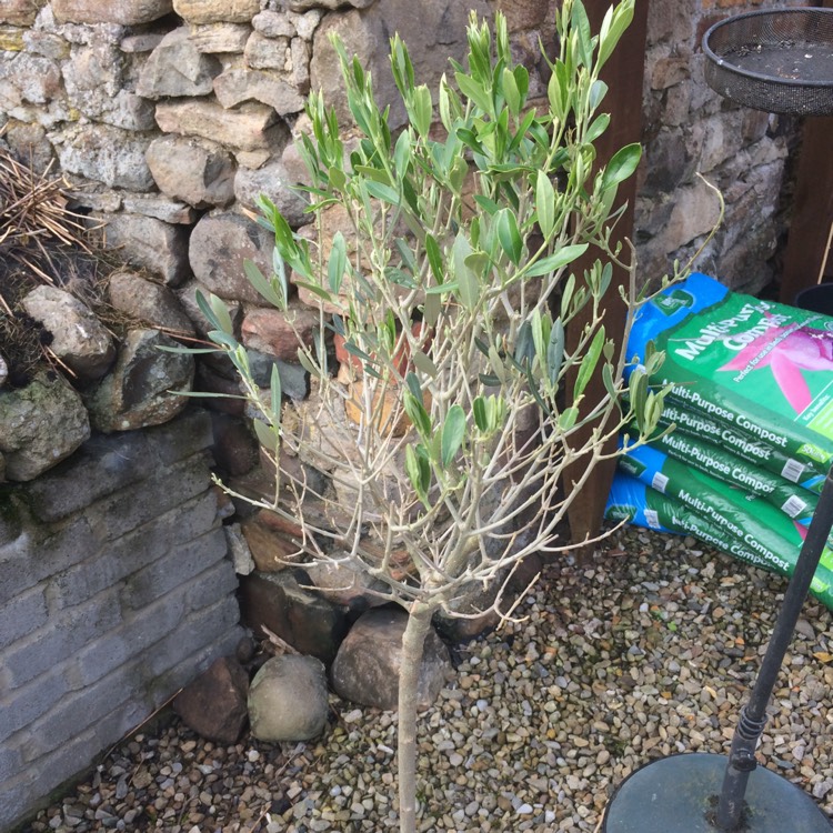 plant image 426317