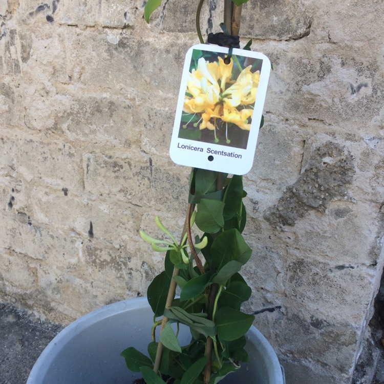 plant image 432023