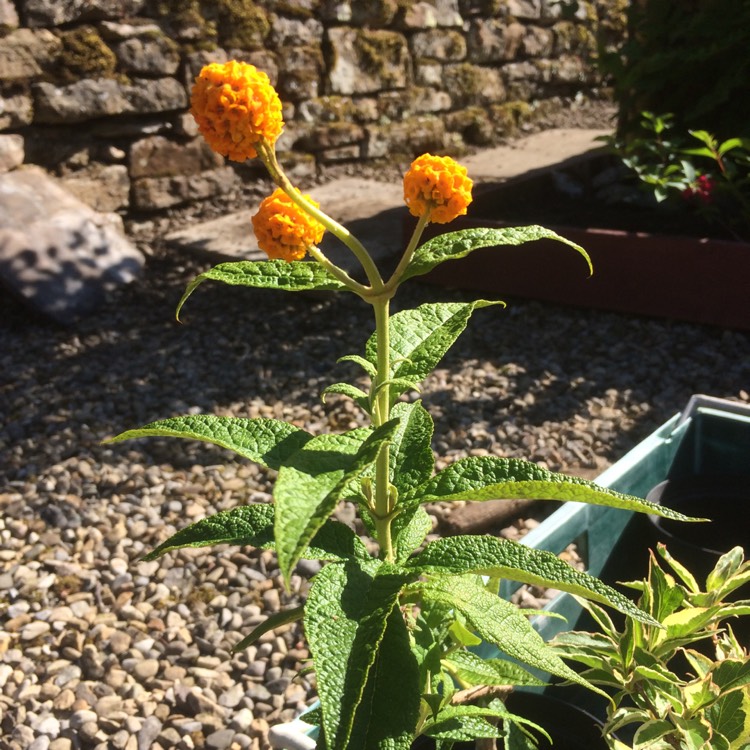 plant image 454935