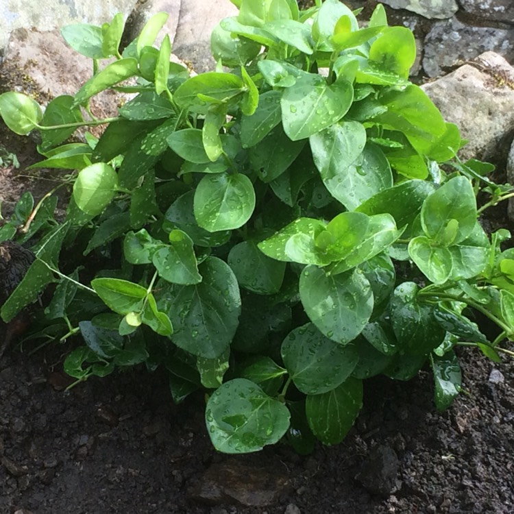 plant image 524197