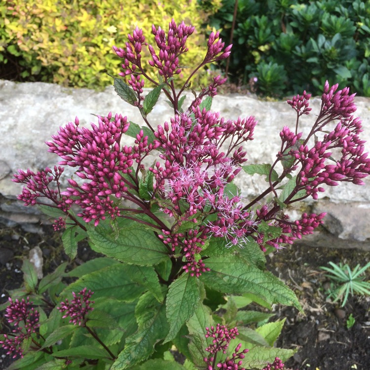 Plant image Eupatorium