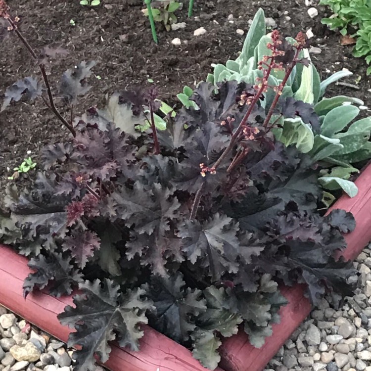 Plant image Heuchera 'Black Taffeta'