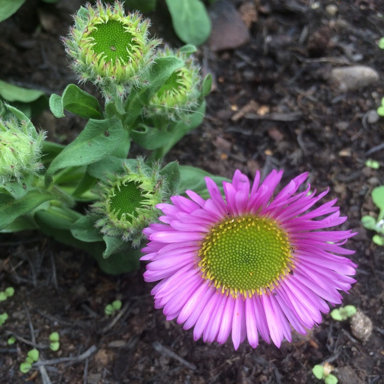plant image 536424