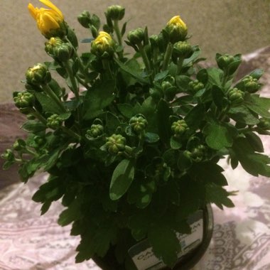 Chrysanthemum