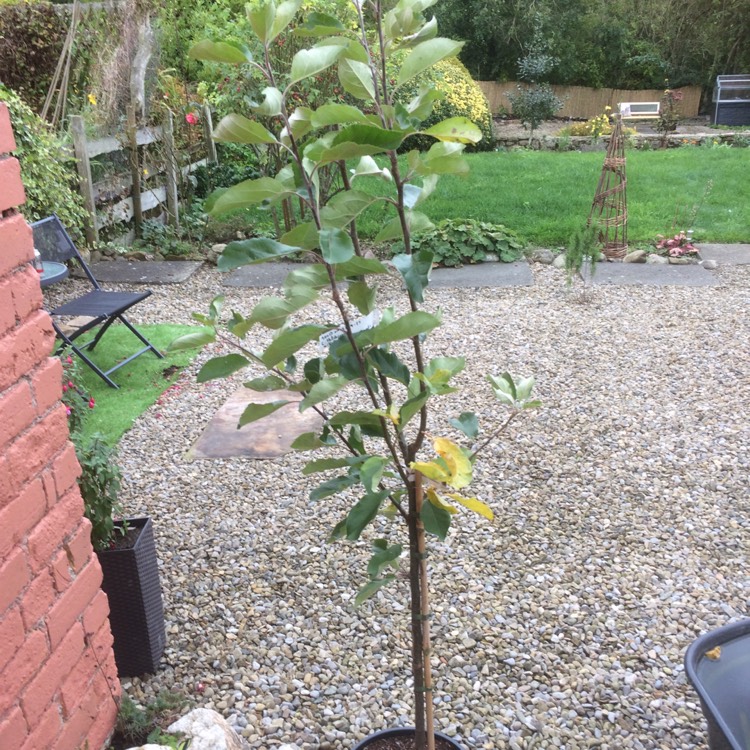 Plant image Malus domestica 'Katja' syn. Malus domestica 'Katy'