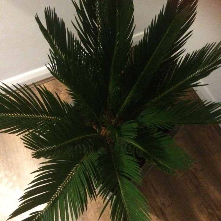 Plant image Cycas