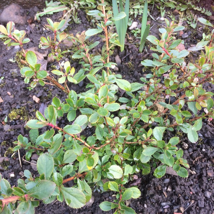 Plant image Escallonia