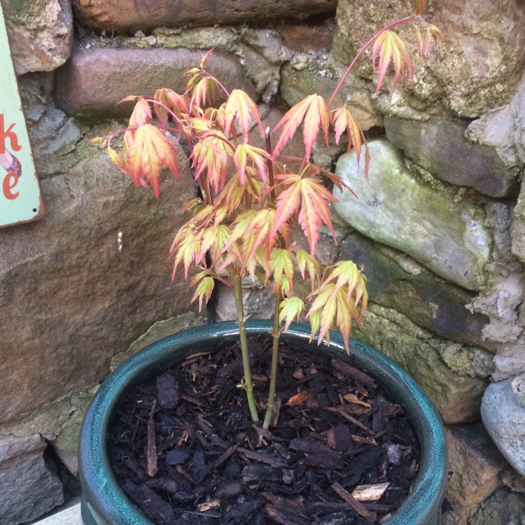 Plant image Acer palmatum 'Orange Dream'