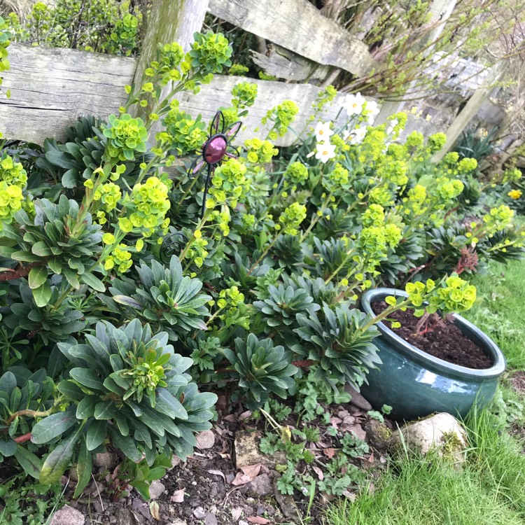 Plant image Euphorbia x martini 'Baby Charm'