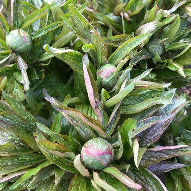 Paeonia