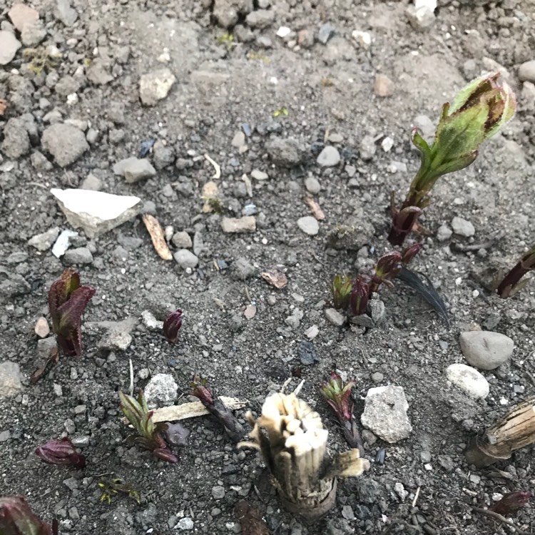 Plant image Eupatorium