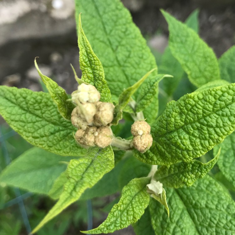 plant image 694775