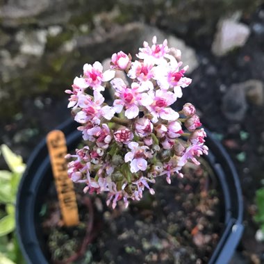 Darmera peltata