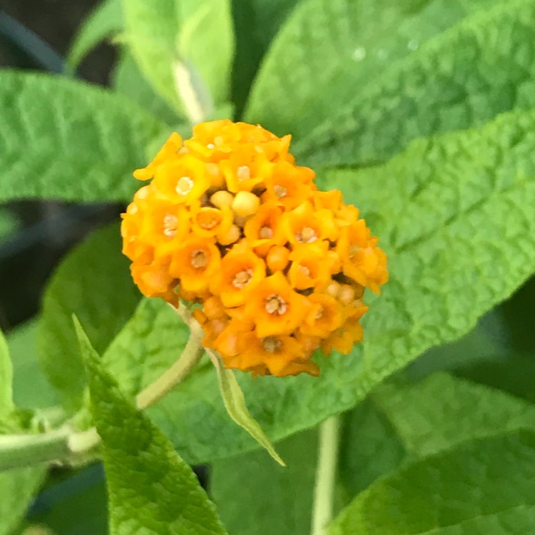 Plant image Buddleja globosa
