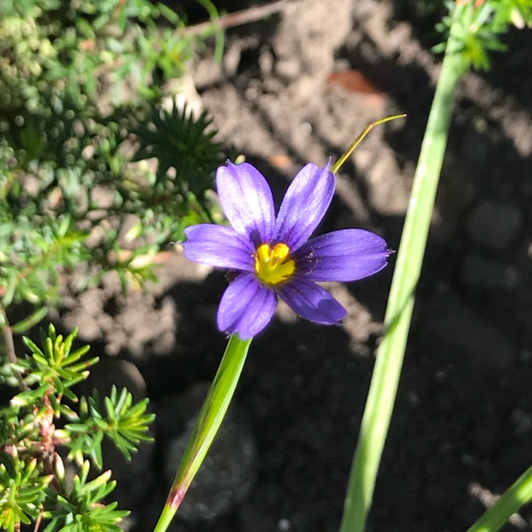 Plant image Sisyrinchium montanum