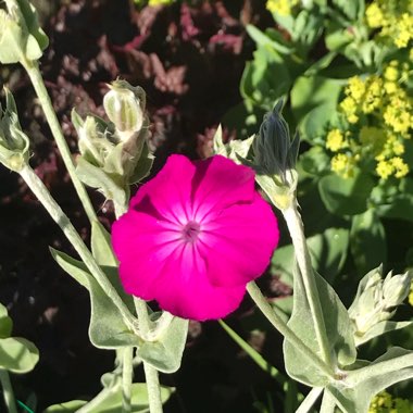 Lychnis coronaria syn. Agrostemma coronaria syn. Agrostemma tomentosum
