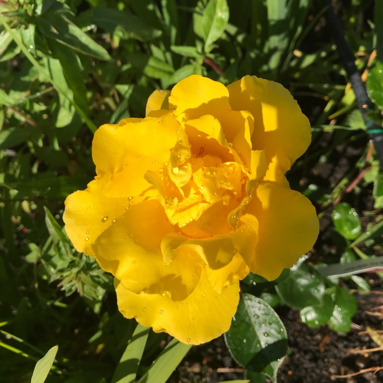 Plant image Rosa 'Golden Showers'