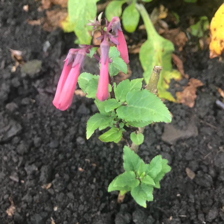 plant image 778376