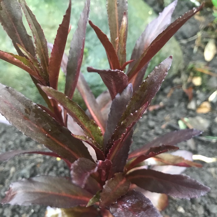 plant image 778382
